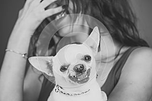 Chihuahua dog smiling in female hands