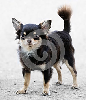 Chihuahua dog standing