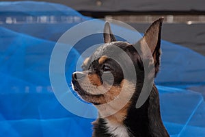 Chihuahua dog standing on the blue cloth