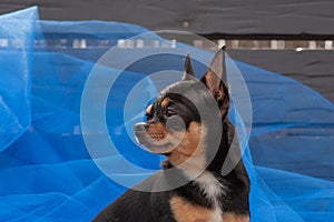 Chihuahua dog standing on the blue cloth