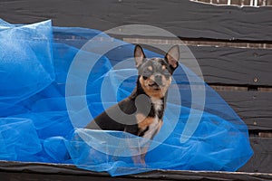 Chihuahua dog standing on the blue cloth