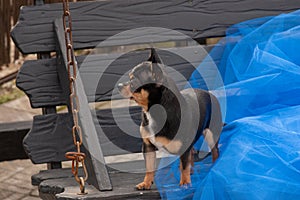 Chihuahua dog standing on the blue cloth