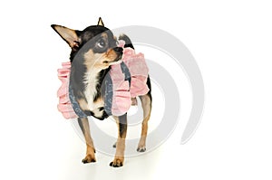 Chihuahua dog standing in dress isolated