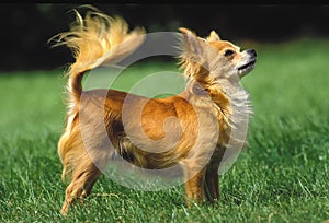 Chihuahua Dog standing on Grass