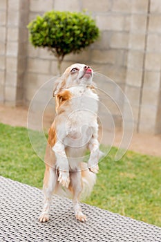 A Chihuahua dog standing on his back legs