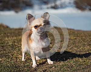 Chihuahua dog standing in a meadow during a walk.