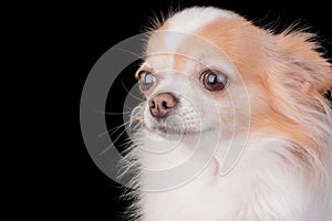 Chihuahua dog in studio on black background. White and red thoroughbred adult dog