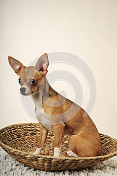 Chihuahua dog in the studio on a light white background