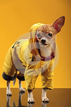 Chihuahua dog in studio on yellow background in yellow clothes
