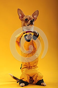 Chihuahua dog in studio on yellow background in yellow clothes