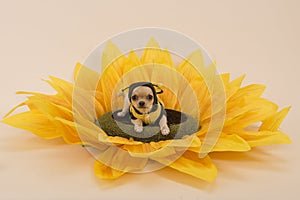 Chihuahua dog in a sunflower dressed as a little bee