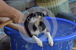 Chihuahua dog taking bath