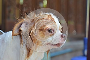 Chihuahua dog taking shower