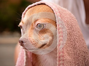 chihuahua dog after taking a shower at home