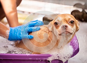 chihuahua dog taking a shower at home