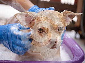 chihuahua dog taking a shower at home