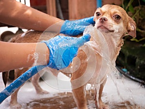 chihuahua dog taking a shower at home