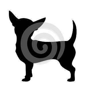 Chihuahua dog. Vector black silhouette.