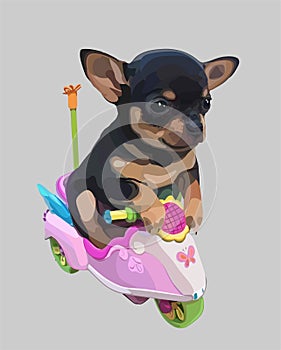 Chihuahua dog vector illustration