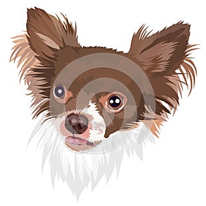 Chihuahua dog vector portrait illustration