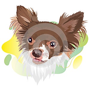 Chihuahua dog vector portrait illustration.Ð¡olor gradient