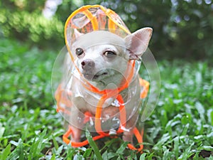 Chihuahua dog wearing rain coat hood standing on green grass in the garden