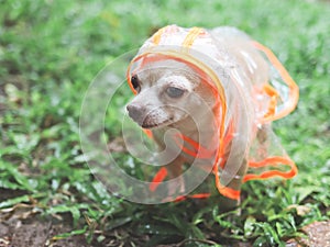 Chihuahua dog wearing rain coat hood standing on green grass in the garden