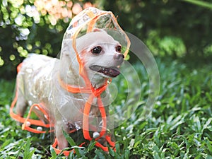 chihuahua dog wearing rain coat hood standing on green grass in the garden