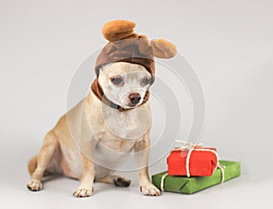 Chihuahua dog wearing reindeer horn hat  sitting  with red and green gift boxes on white background, looking down. Christmas and