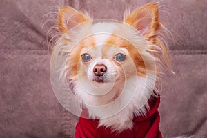 The chihuahua dog is white with red color in a burgundy hoodie. Pet. Portrait of a small breed dog