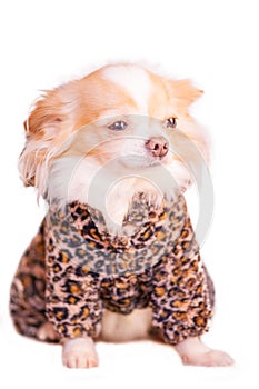 Chihuahua dog white with red long hair isolate on white. Portrait of a small breed dog in clothes