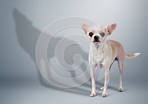 Chihuahua dog with wolf shadow, animal character concept