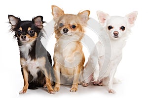 Chihuahua dogs photo