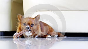 Chihuahua dogs chewing on a food stick. Chihuahua dogs gnaw Stick food.