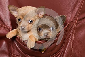 Chihuahua dogs in a coat pocket