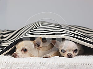 Chihuahua dogs doesn`t want to wake up in cold day , sleepy two chihuahua dogs lying down  under black and white stripes blanket,