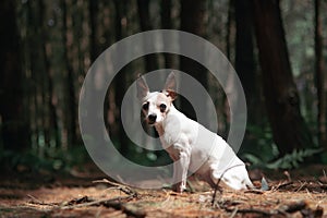 Chihuahua dogï¼Œsitting in sun light