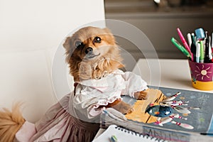 chihuahua in dress at the desk