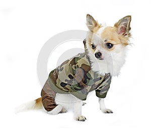 Chihuahua dressed in a fashion khaki jumpsuit