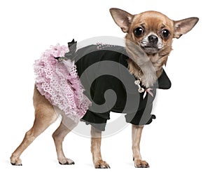 Chihuahua dressed in pink and black