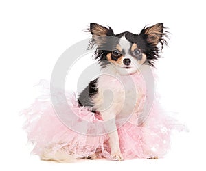 Chihuahua dressed with a pink dancer tutu