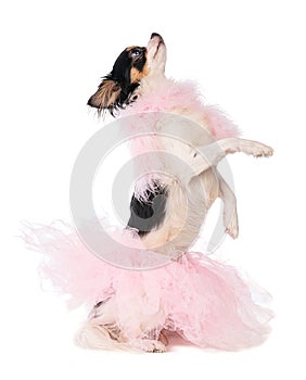 Chihuahua dressed with a pink dancer tutu