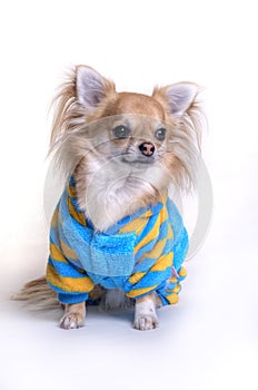 Chihuahua dressed in pjs