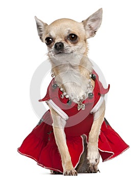 Chihuahua dressed in red dress and necklace