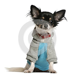 Chihuahua dressed in sweatshirt hoodi photo