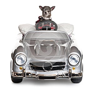 Chihuahua driving a convertible in front of