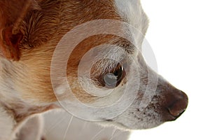 Chihuahua Eye