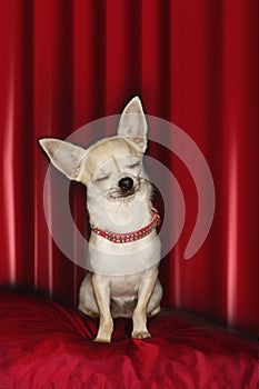 Chihuahua eyes closed sitting on red pillow