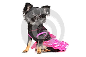 Chihuahua in fashionable dog dress