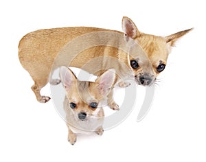 Chihuahua female dog with puppy